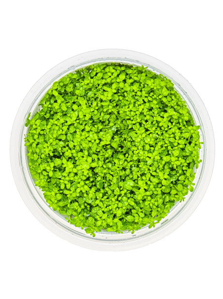 Micranthemum callitrichoides 'Cuba' 1-2-Grow!