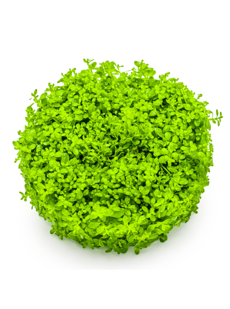 Micranthemum callitrichoides 'Cuba' 1-2-Grow!