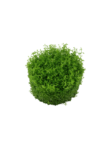 Micranthemum callitrichoides 'Cuba' 1-2-Grow!