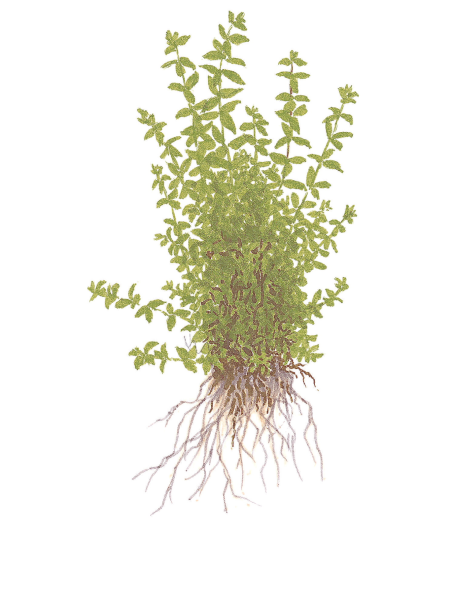 Hemianthus micranthemoides 1-2-Grow! (Micranthemum glomeratum)