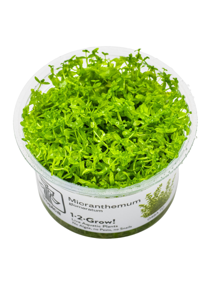 Hemianthus micranthemoides 1-2-Grow! (Micranthemum glomeratum)