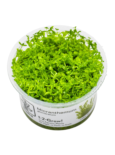 Hemianthus micranthemoides 1-2-Grow! (Micranthemum glomeratum)