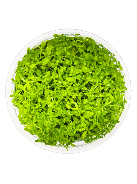 Hemianthus micranthemoides 1-2-Grow! (Micranthemum glomeratum)