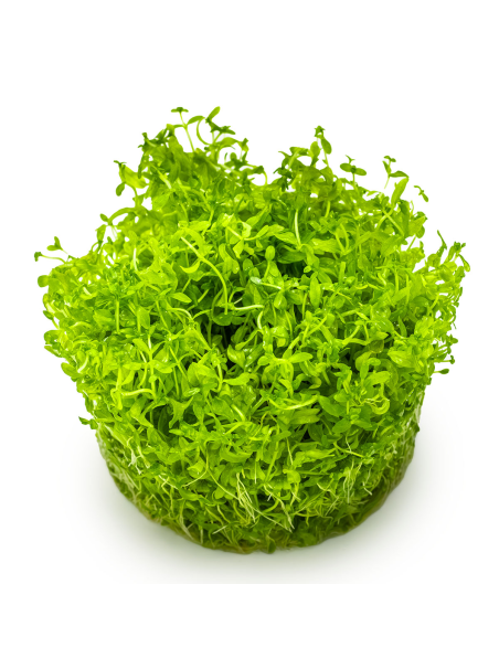 Hemianthus micranthemoides 1-2-Grow! (Micranthemum glomeratum)