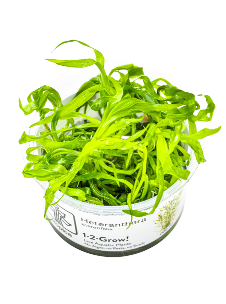 Heteranthera zosterifolia 1-2Grow!