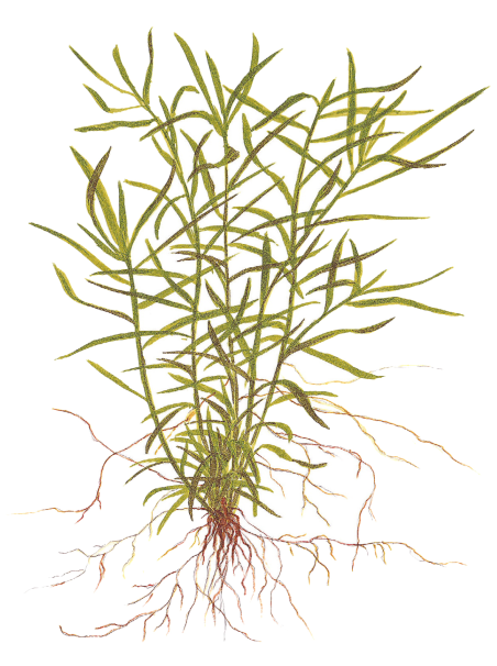 Heteranthera zosterifolia 1-2Grow!