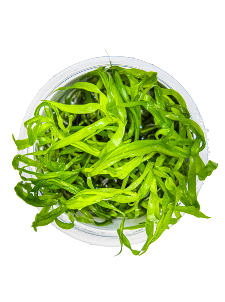 Heteranthera zosterifolia 1-2Grow!