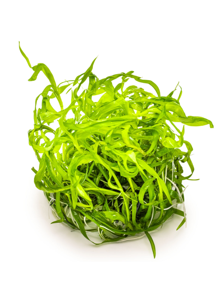 Heteranthera zosterifolia 1-2Grow!