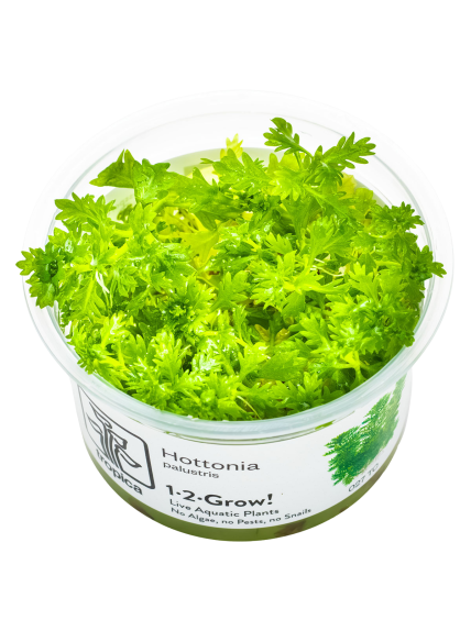 Hottonia palustris 1-2-Grow!