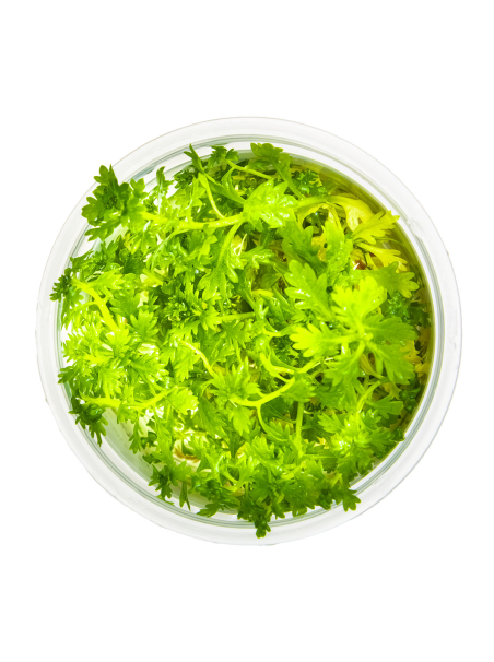 Hottonia palustris 1-2-Grow!