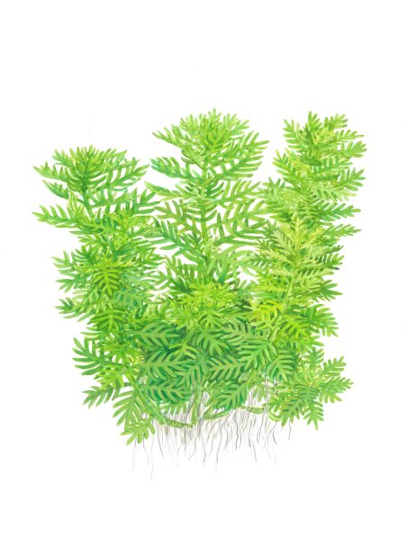 Hottonia palustris 1-2-Grow!