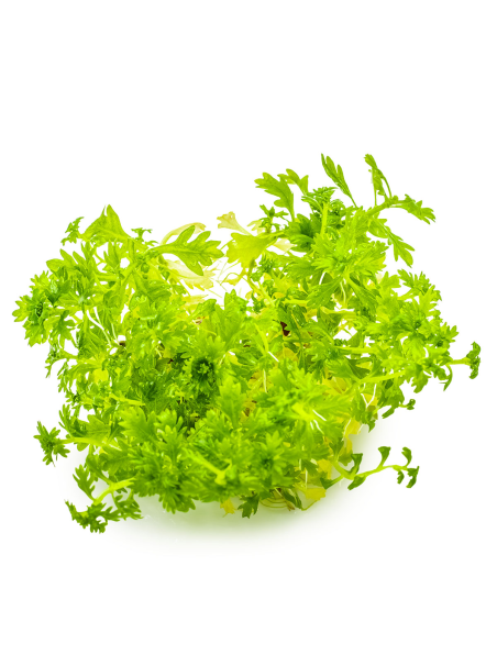 Hottonia palustris 1-2-Grow!