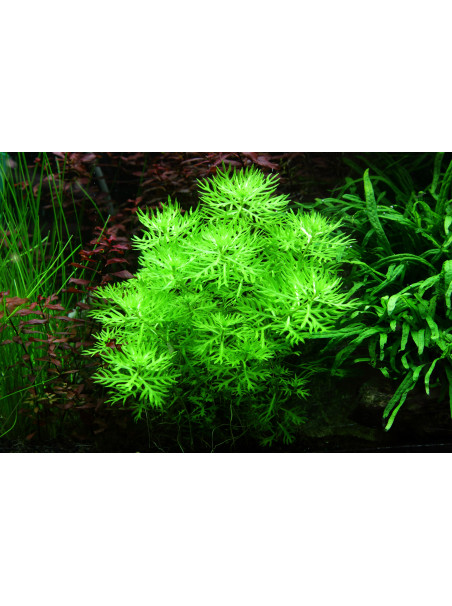 Hottonia palustris 1-2-Grow!