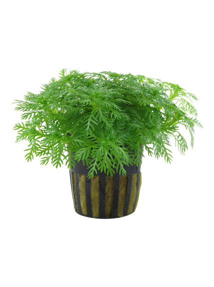 Hottonia palustris en maceta