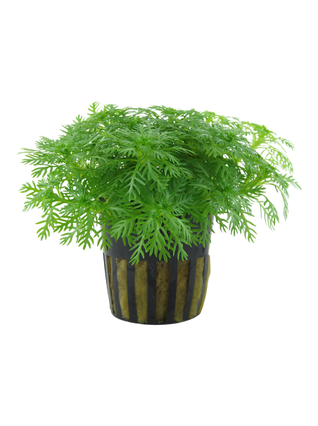 Hottonia palustris en maceta