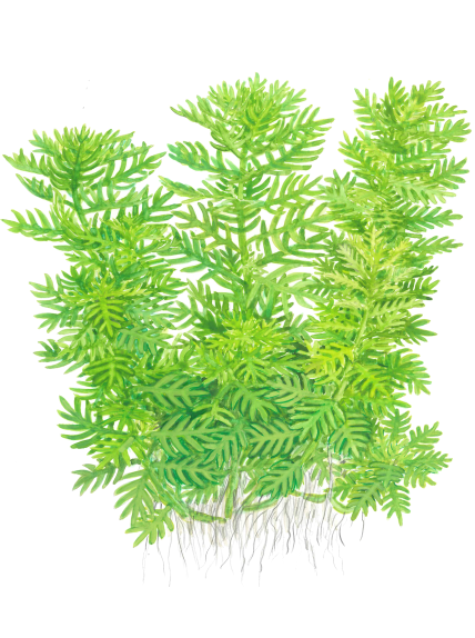 Hottonia palustris en maceta 2