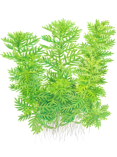 Hottonia palustris en maceta