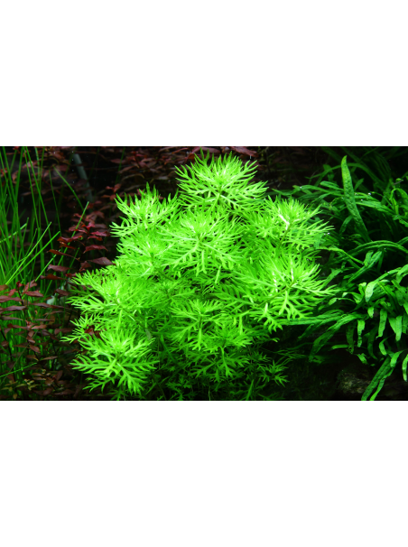 Hottonia palustris en maceta