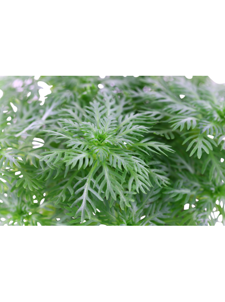 Hottonia palustris en maceta