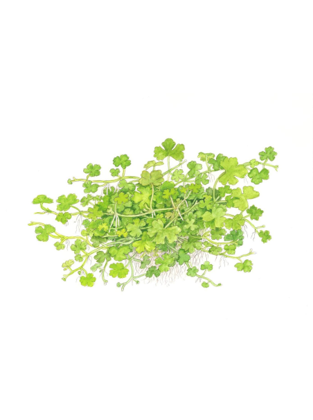 Hydrocotyle tripartita 1-2-Grow!