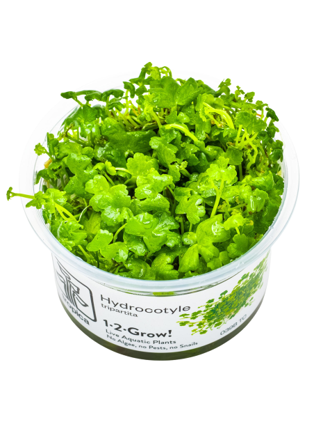 Hydrocotyle tripartita 1-2-Grow!