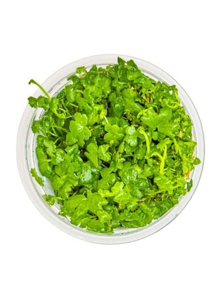 Hydrocotyle tripartita 1-2-Grow!