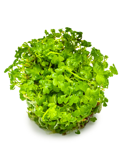 Hydrocotyle tripartita 1-2-Grow! 2