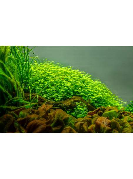Hydrocotyle tripartita 1-2-Grow!