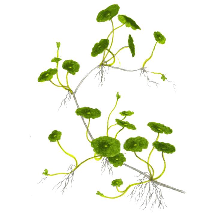 Hydrocotyle verticillata en maceta