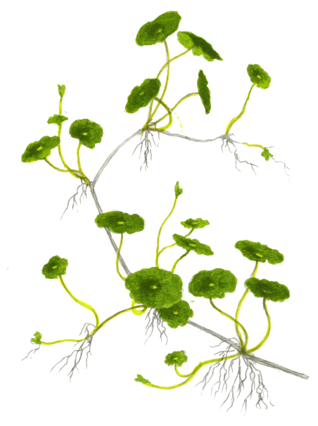 Hydrocotyle verticillata en maceta