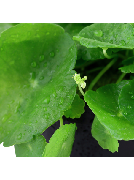 Hydrocotyle verticillata en maceta
