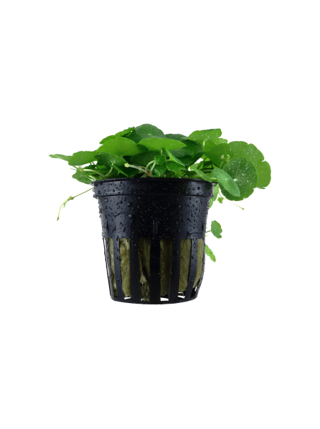 Hydrocotyle verticillata en maceta