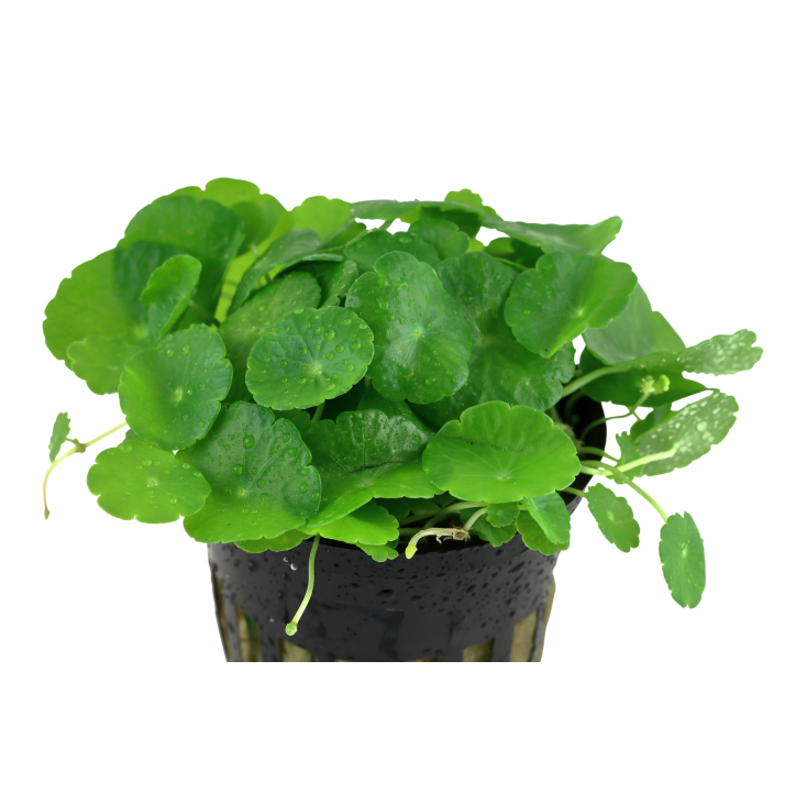 Hydrocotyle verticillata en maceta