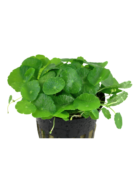Hydrocotyle verticillata en maceta