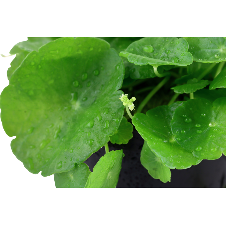 Hydrocotyle verticillata en maceta