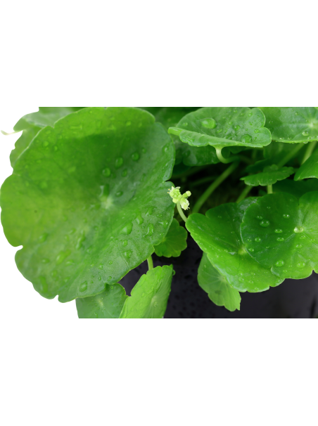 Hydrocotyle verticillata en maceta