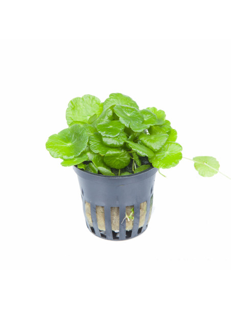 Hydrocotyle verticillata en maceta