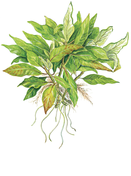 Hygrophila corymbosa 'Compact' en maceta