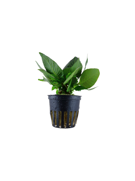 Hygrophila corymbosa 'Compact' en maceta