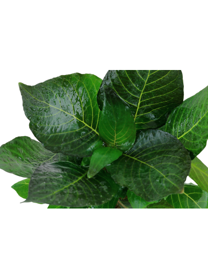 Hygrophila corymbosa 'Compact' en maceta 2