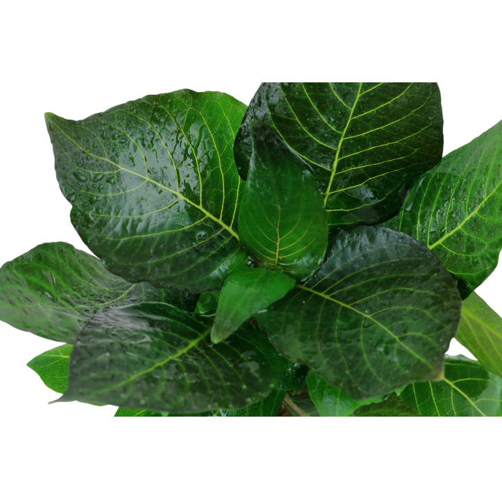 Hygrophila corymbosa 'Compact' en maceta