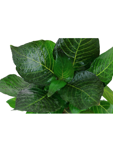 Hygrophila corymbosa 'Compact' en maceta