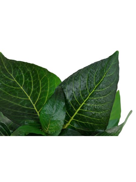 Hygrophila corymbosa 'Compact' en maceta