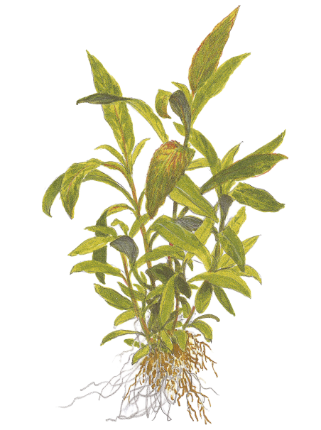 Hygrophila corymbosa 'Siamensis 53B' en Maceta