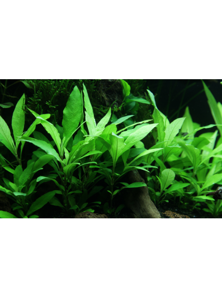 Hygrophila corymbosa 'Siamensis 53B' en Maceta