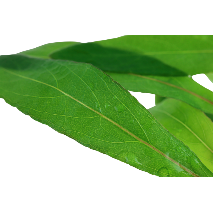 Hygrophila corymbosa 'Siamensis 53B' en Maceta