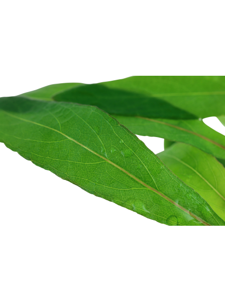 Hygrophila corymbosa 'Siamensis 53B' en Maceta