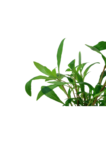 Hygrophila corymbosa 'Siamensis 53B' en Maceta 2