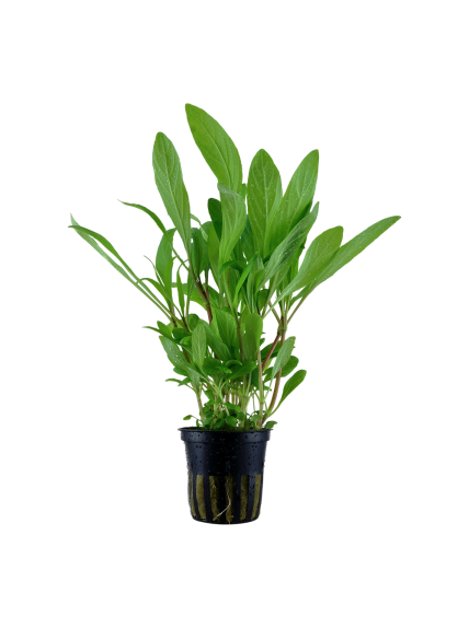 Hygrophila costata en maceta