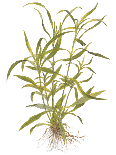 Hygrophila costata en maceta